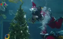 Cây thông Noel cho những chú cá mập