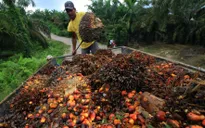 Dầu cọ - Cuộc "đào vàng" thời hiện đại