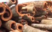 Quảng Nam tìm hướng bảo tồn cây quế Trà My
