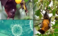 Cảnh báo nguy cơ virus Nipah trở thành dịch bệnh nghiêm trọng