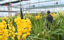 Cận Tết, giá địa lan Đà Lạt tăng cao, hàng chục triệu đồng/chậu