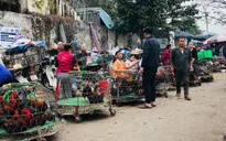 Phát hiện 2 ca nghi nhiễm cúm gia cầm