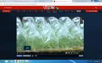 Khởi nghiệp thành công với xuất khẩu cây giống chất lượng cao