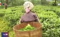Mối nguy đối với các thai phụ làm việc trong những vườn chè ở Ấn Độ