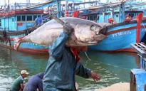 Bình Định: Xuất khẩu 120 con cá ngừ đại dương sang Nhật