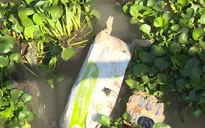 Xác lợn chết vứt đầy sông ở Cần Thơ
