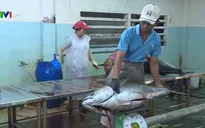 Tàu cá câu được 122 con cá ngừ đại dương