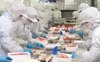 Tôm và cá tra tiếp tục là mặt hàng xuất khẩu chủ lực của thủy sản Việt