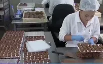 Australia: Các hãng chocolate tất bật chuẩn bị cho Valentine