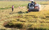 Tìm giải pháp thu mua lúa cho nông dân