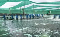 Thủ phủ tôm Bạc Liêu đẩy mạnh nuôi tôm công nghệ cao