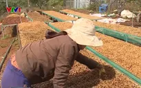 Giá cà phê giảm mạnh, tụt mốc 33.000 đồng/kg