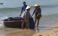 Ngư dân Nam Trung Bộ trúng cá cơm, ruốc gần bờ