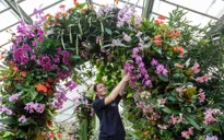 Rực rỡ lễ hội hoa lan ở London, Anh