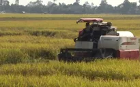 Giá lúa Đông Xuân sụt giảm