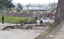 Hy hữu: Cành cây gạo rơi trúng người, nam thanh niên tử vong tại chỗ