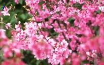 Chiêm ngưỡng biển hoa anh đào ở Giang Tây, Trung Quốc
