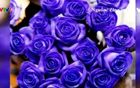 Hoa hồng độc lạ tiền triệu "hút" khách dịp Valentine