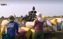 Thị trường lúa gạo kém sôi động trong đợt thu hoạch rộ lúa Đông Xuân