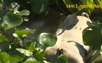 Nguy cơ lây lan dịch bệnh vì vứt xác lợn xuống kênh rạch