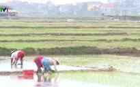 Hàng ngàn hecta ruộng thiếu nước vụ Xuân