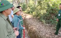 Những người giữ "rừng Đại tướng" ở Điện Biên