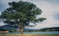 Du khách bất bình trước việc thu phí tham quan "Cây thông cô đơn"