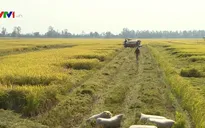 Đồng Tháp kiến nghị tạm trữ lúa Đông Xuân