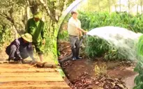 Gia Lai chủ động ứng phó hạn hán