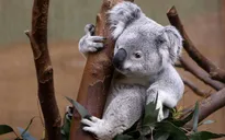 Cảnh báo nguy cơ tuyệt chủng gấu túi Koala