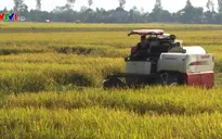 Đồng Tháp dẫn đầu về nông nghiệp hữu cơ