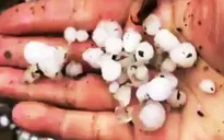 Mưa đá kéo dài 50 phút ở Mù Cang Chải
