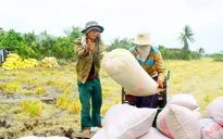 NHNN ban hành quy định về việc cho vay thu mua lúa, gạo vụ Đông Xuân