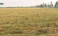 Nông dân ĐBSCL kiến nghị tạm trữ gạo vụ Đông Xuân