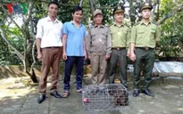 Người dân Quảng Bình giao nộp cá thể khỉ mặt đỏ quý hiếm