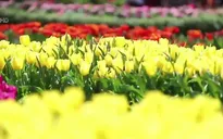 Lễ hội hoa tulip lớn nhất Việt Nam