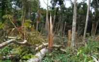 Gia Lai: 3 đối tượng chặt phá hơn 1,2ha rừng phòng hộ