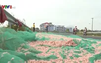 Phơi ruốc trên đường - Nguy cơ mất an toàn vệ sinh thực phẩm