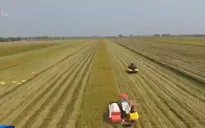 Doanh nghiệp xuất khẩu gạo đang gặp khó về đầu ra