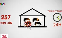Tiêu hủy toàn bộ số lợn nhiễm dịch tả lợn châu Phi