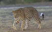 Báo đốm đe dọa an toàn của sân bay Ấn Độ