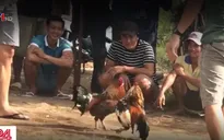 Tan cửa nát nhà vì đỏ đen trò đá gà