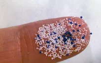 Phát hiện loài hải tiêu có thể hấp thụ hạt vi nhựa