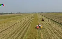 Giá lúa một số khu vực ở ĐBSCL tăng nhẹ