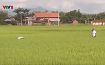 Bình Định: Nhiều diện tích lúa vụ Đông Xuân bị rầy và bệnh đạo ôn