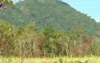 Sẽ gắn "biển số" để giữ rừng căm xe tại Khánh Hòa