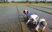 Dự báo thời tiết bằng kinh nghiệm dân gian