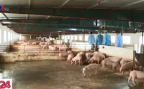 Người chăn nuôi lao đao vì tin đồn dịch tả lợn châu Phi