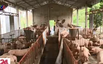 Hà Nội: Xử lý nghiêm người đứng đầu nếu địa phương xảy ra dịch tả lợn