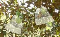 Xuất khẩu 100 tấn vú sữa sang Mỹ